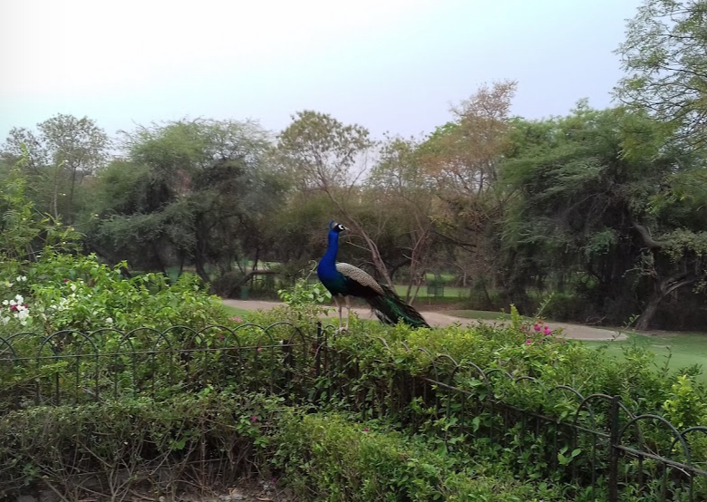 Påfåger i New Delhi Golfklubb